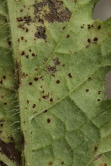 Puccinia calcitrapae