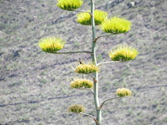 Passerina versicolor