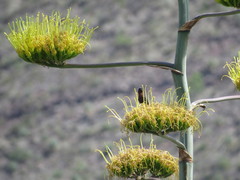 Passerina versicolor