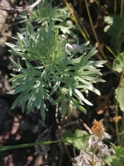 Artemisia sericea