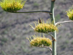 Passerina versicolor