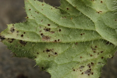 Puccinia calcitrapae