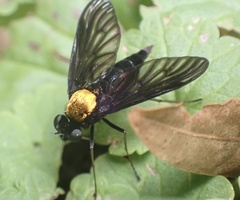 Chrysopilus davisi