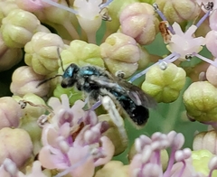 Lasioglossum coeruleum