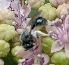 Lasioglossum coeruleum