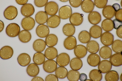 Puccinia calcitrapae