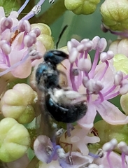 Lasioglossum coeruleum