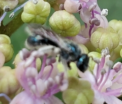 Lasioglossum coeruleum