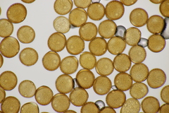 Puccinia calcitrapae