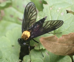 Chrysopilus davisi
