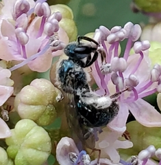 Lasioglossum coeruleum