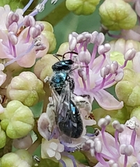 Lasioglossum coeruleum