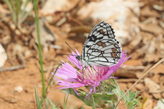 Melanargia ines