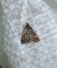 Pyrausta orphisalis
