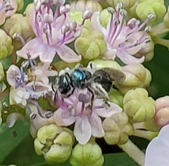 Lasioglossum coeruleum