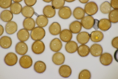 Puccinia calcitrapae