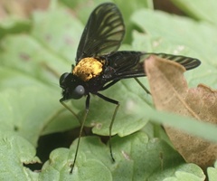 Chrysopilus davisi