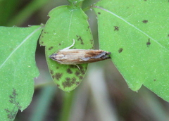 Eucosma umbrastriana