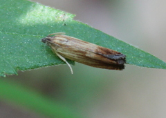 Eucosma umbrastriana