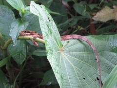 Anolis ginaelisae