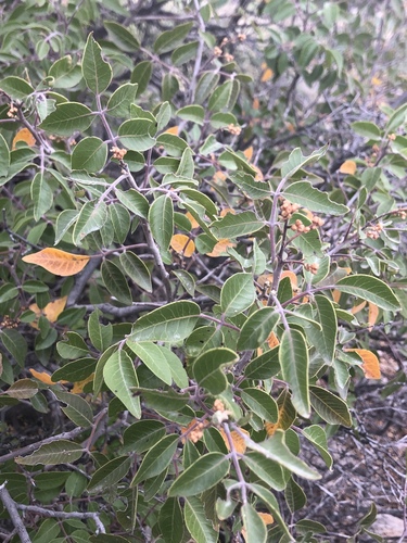 evergreen sumac