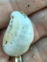 Crepidula fornicata image