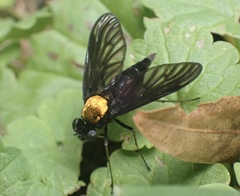 Chrysopilus davisi