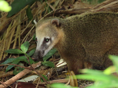 Nasua nasua