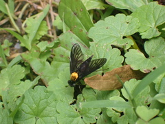 Chrysopilus davisi