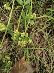 Galium bungei