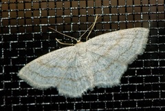 Scopula quadrilineata