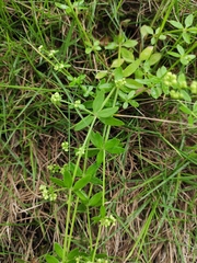 Galium bungei
