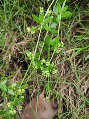 Galium bungei