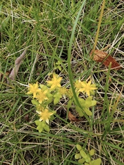 Sedum sarmentosum