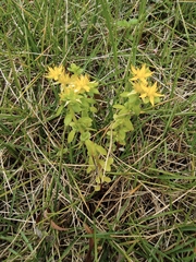 Sedum sarmentosum