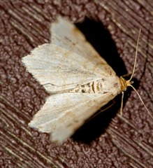 Macaria transitaria