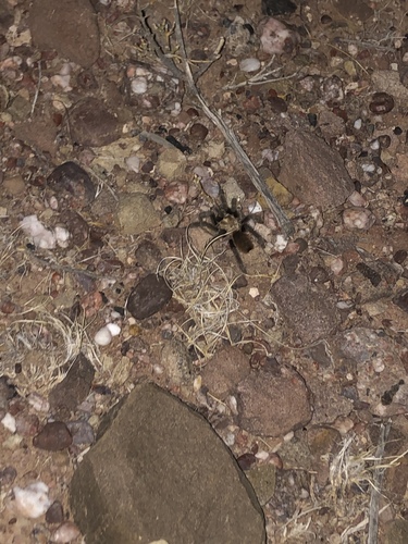 Texas Brown Tarantula