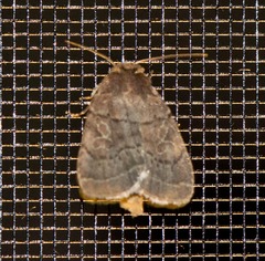 Orthodes cynica