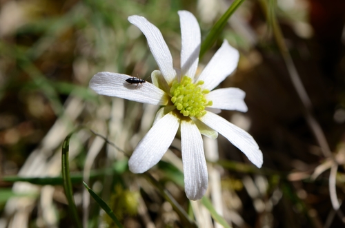 Image of Callianthemum anemonoides by no rights reserved