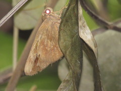 Erionota hiraca