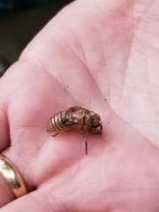 Neocicada hieroglyphica