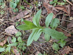 Sericocarpus rigidus