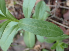 Sericocarpus rigidus