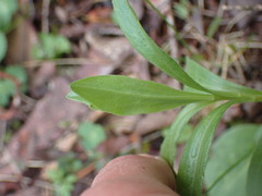Sericocarpus rigidus