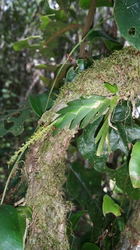 Oberonia disticha