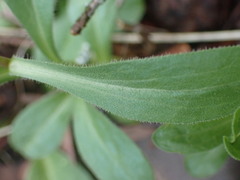 Sericocarpus rigidus