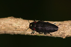 Belionota