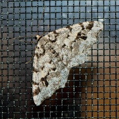 Macaria pinistrobata