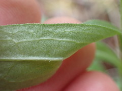 Sericocarpus rigidus