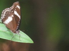 Hypolimnas bolina bolina